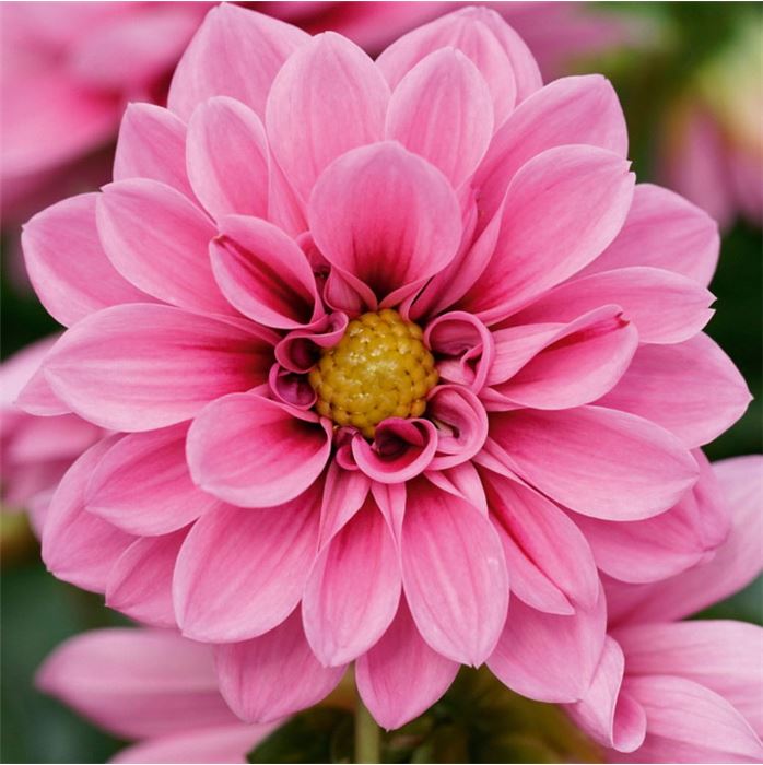 Dahlie 'Lubega® Special Rose Eye'