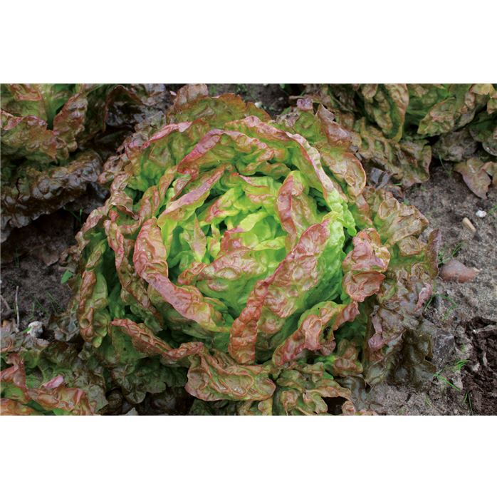 Kopfsalat 'Wonder der Vier Jaargetijden'