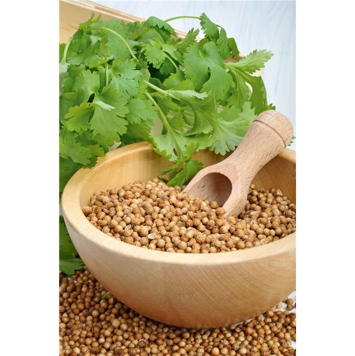 Koriander einjährig