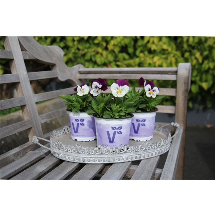 Edelveilchen 'Cats® Purple-White'