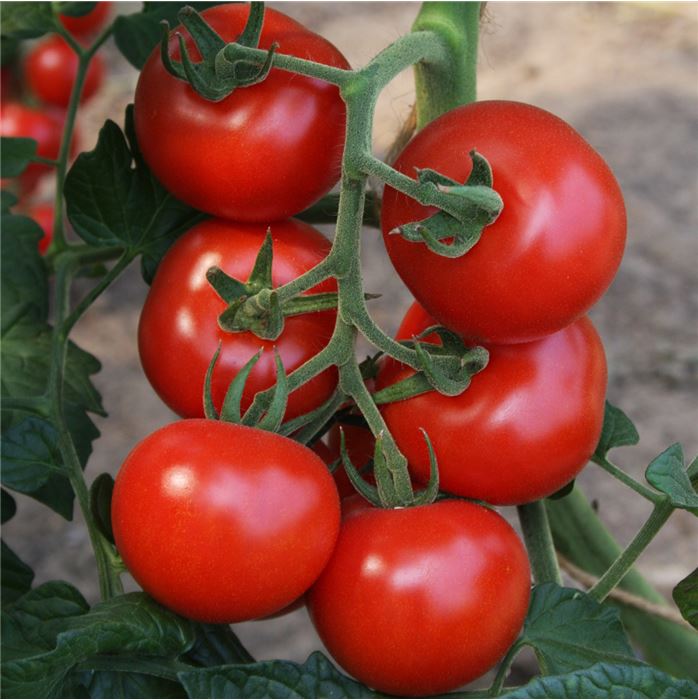 Salattomate 'Bolstar Granda'