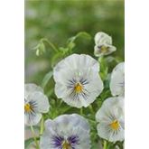 Edelveilchen 'Cats® White'