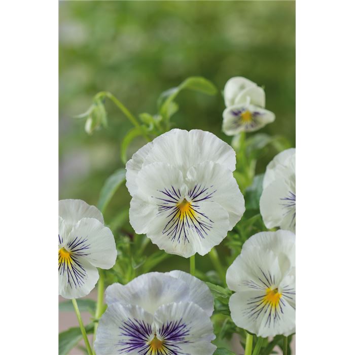 Edelveilchen 'Cats® White'