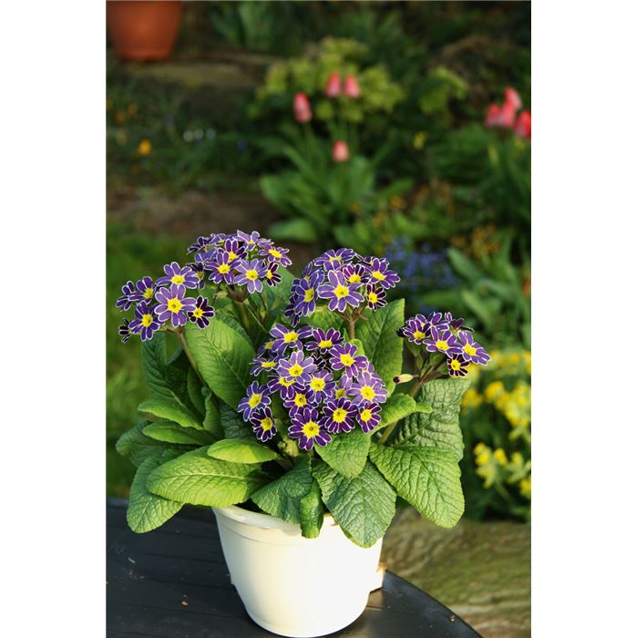 Kronen-Primel 'Lace Blue'