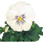 Edelveilchen 'Cats® White'