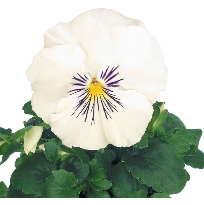 Edelveilchen 'Cats® White'