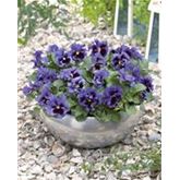 Edelveilchen 'Orchi® Blue'