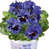 Edelveilchen 'Orchi® Blue'