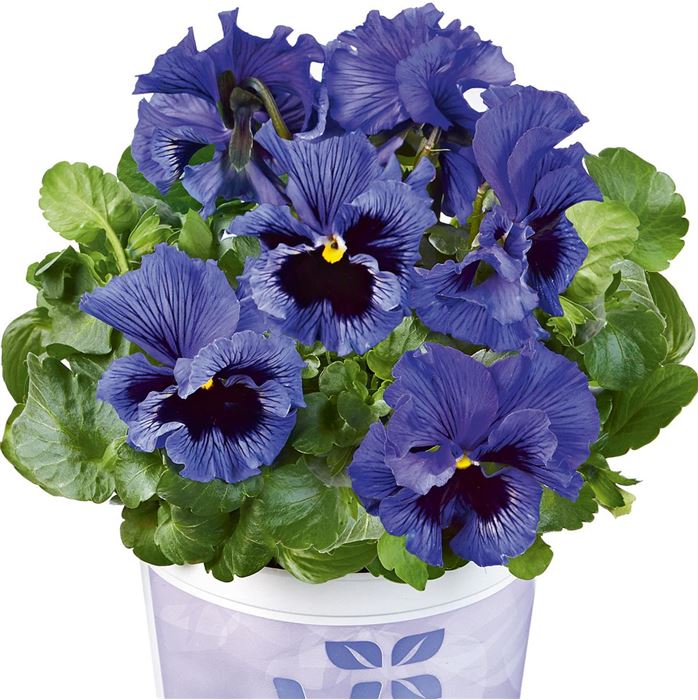 Edelveilchen 'Orchi® Blue'