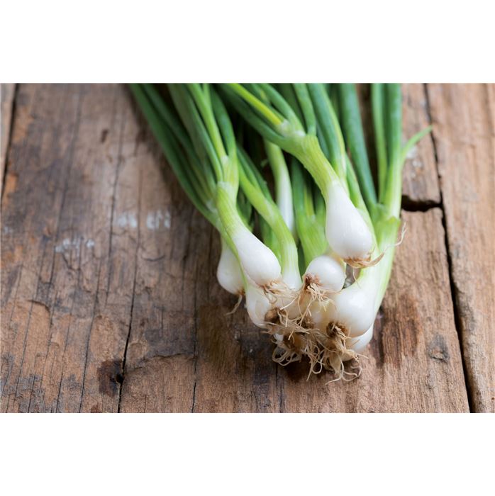 Lauchzwiebel 'Weiße von Lissabon'