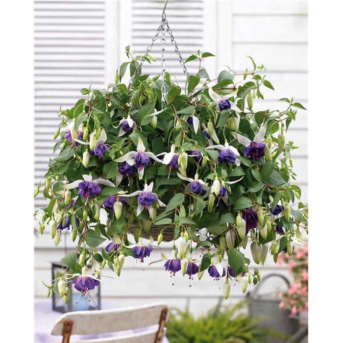 Hänge-Fuchsie 'Blue Angel'