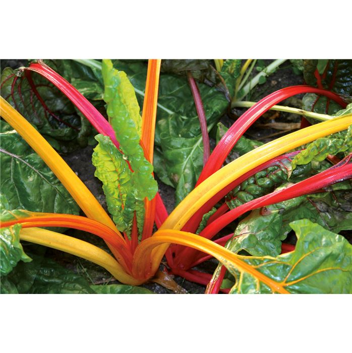 Mangold 'Five Colours'