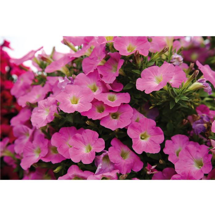 Hänge-Petunie 'Pegasus® Pink'