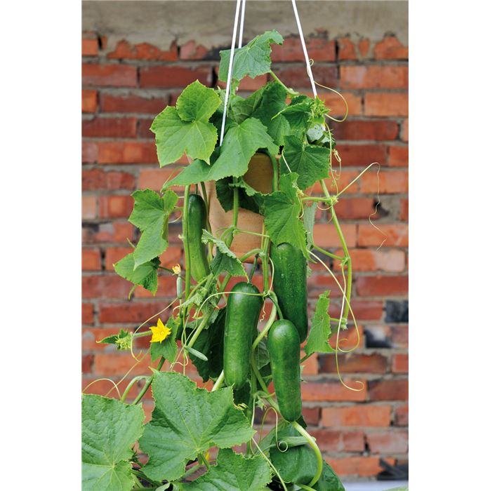 Mini-Snackgurke 'Minero® (Mini Stars)' F1