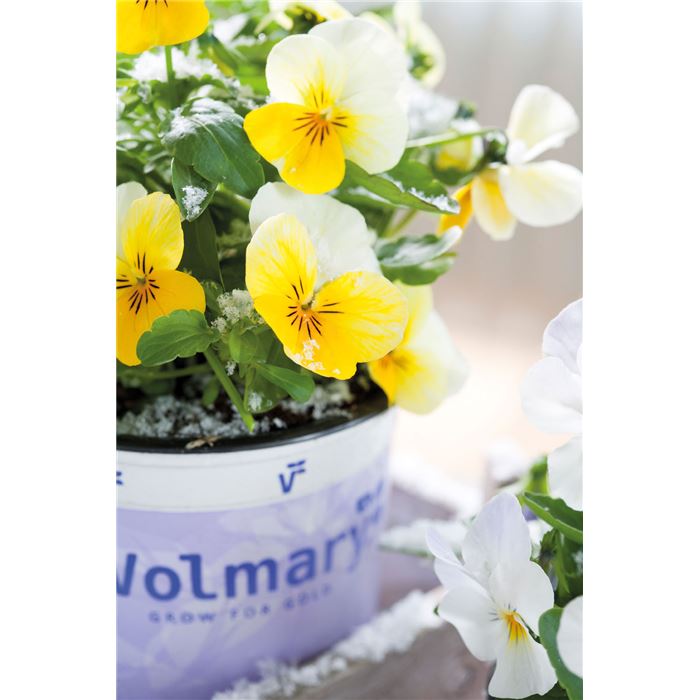 Mini-Winterveilchen 'Ice Babies® Cream Yellow Lips' Mini-Winterveilchen 'Ice Babies® Cream Yellow Lips'