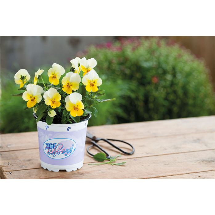 Mini-Winterveilchen 'Ice Babies® Cream Yellow Lips' Mini-Winterveilchen 'Ice Babies® Cream Yellow Lips'