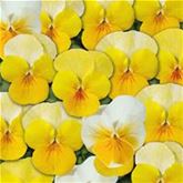 Mini-Winterveilchen Ice Babies® 'Gelb-Weiße Welt'