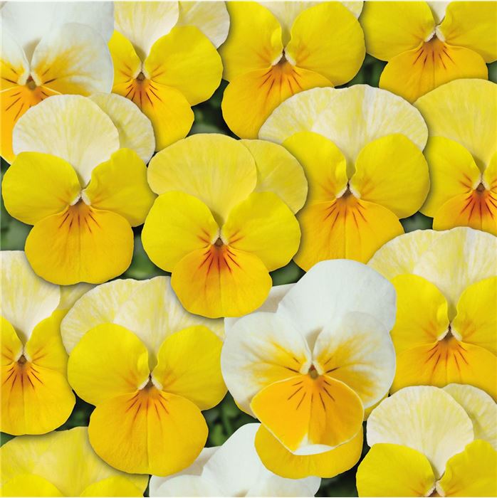 Mini-Winterveilchen Ice Babies® 'Gelb-Weiße Welt'