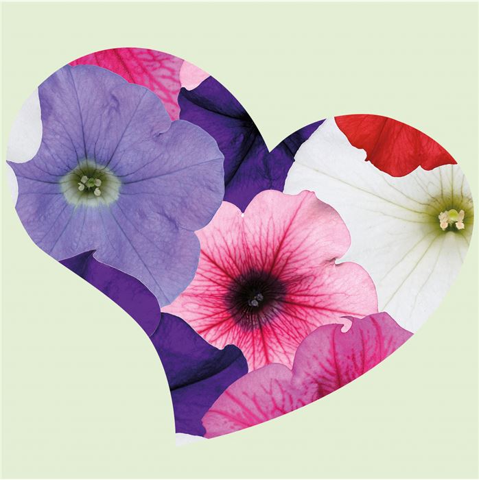 Hänge-Petunien-Mix 'Buntes Treiben'