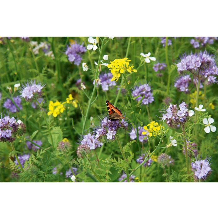 Tübinger Blumenmischung