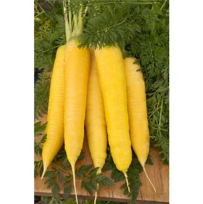 Möhre ' Yellowstone'