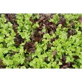 Schnittsalat-Mischung