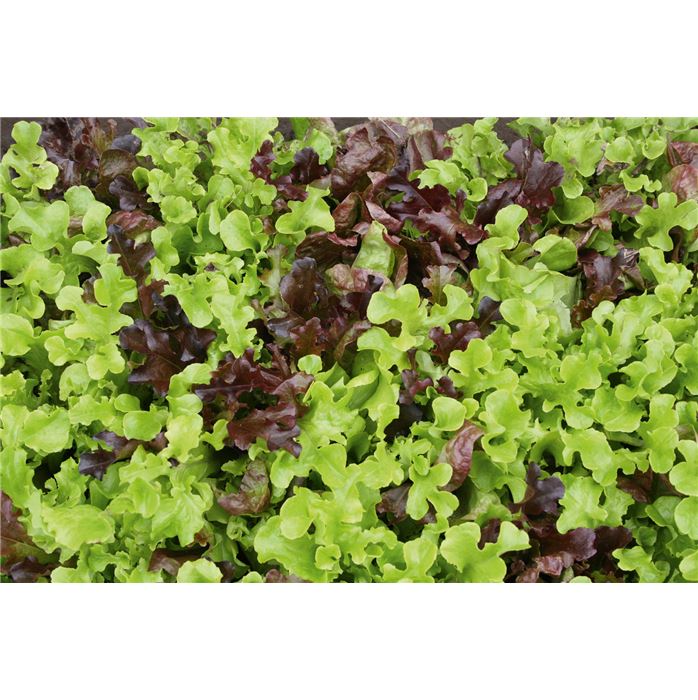 Schnittsalat-Mischung