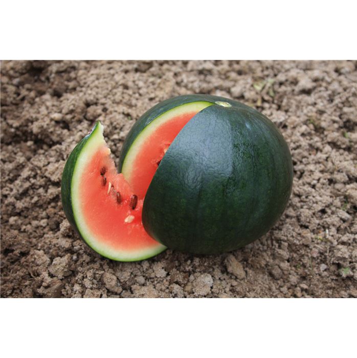 Wassermelone 'Sugar Baby'