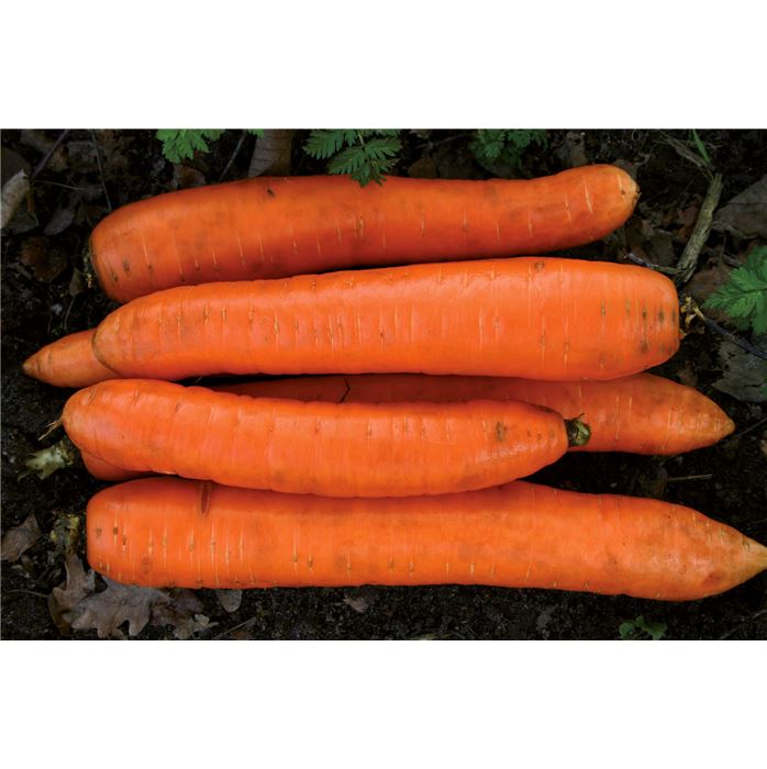 Möhre 'Rote Riesen 2'