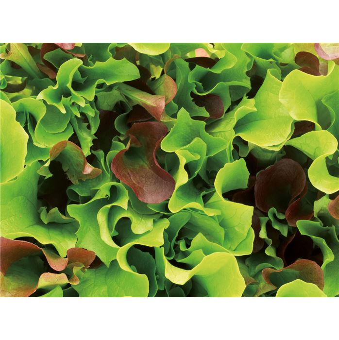 Schnittsalat-Mischung