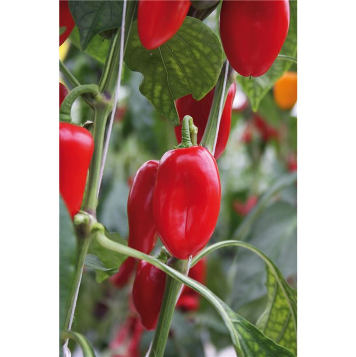 Snackpaprika 'Arwen'