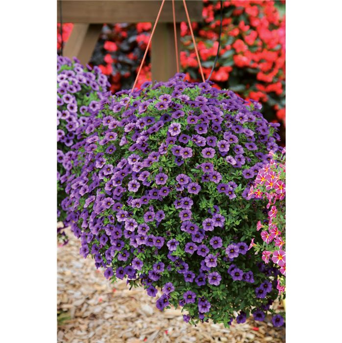 Zauberglöckchen Calita® 'Compact Sky Blue'