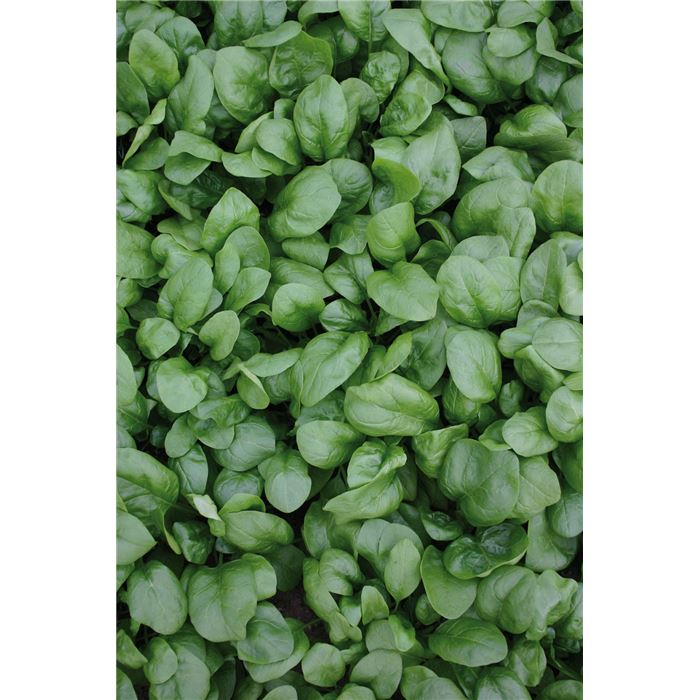 Spinat 'Frühes Riesenblatt'