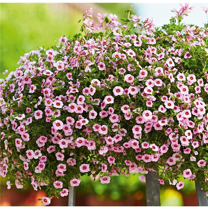 Zauberglöckchen 'Calita® Pink Morn'