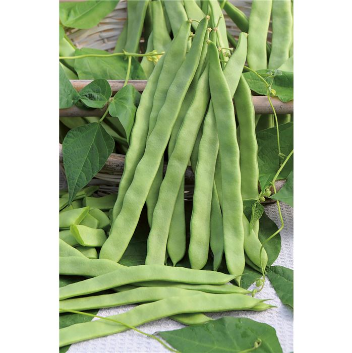Stangenbohne 'Helda'