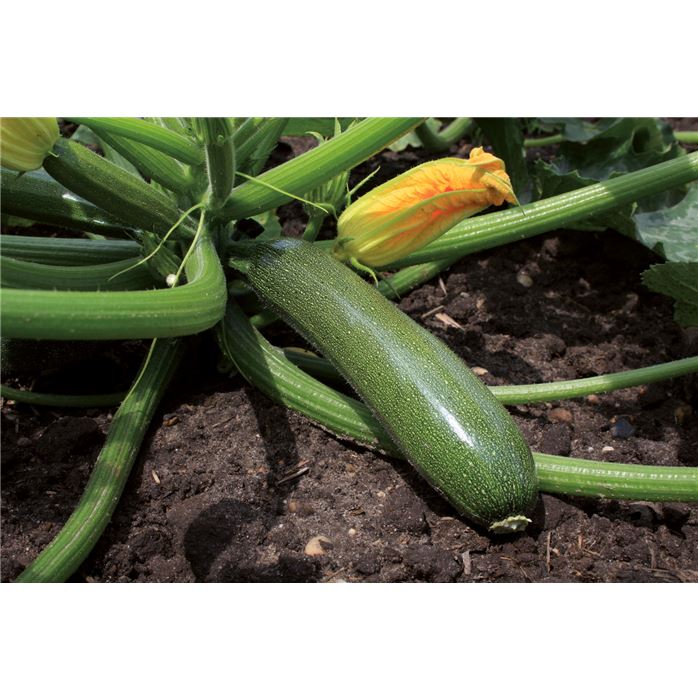 Zucchini 'Zarte Grüne'