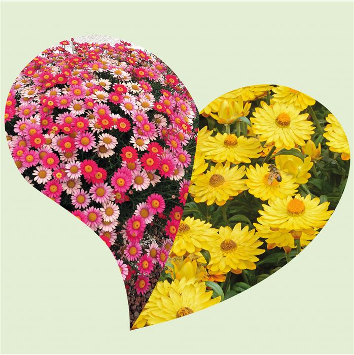 Strauchmargerite trifft Strohblume 'Summer Mix'