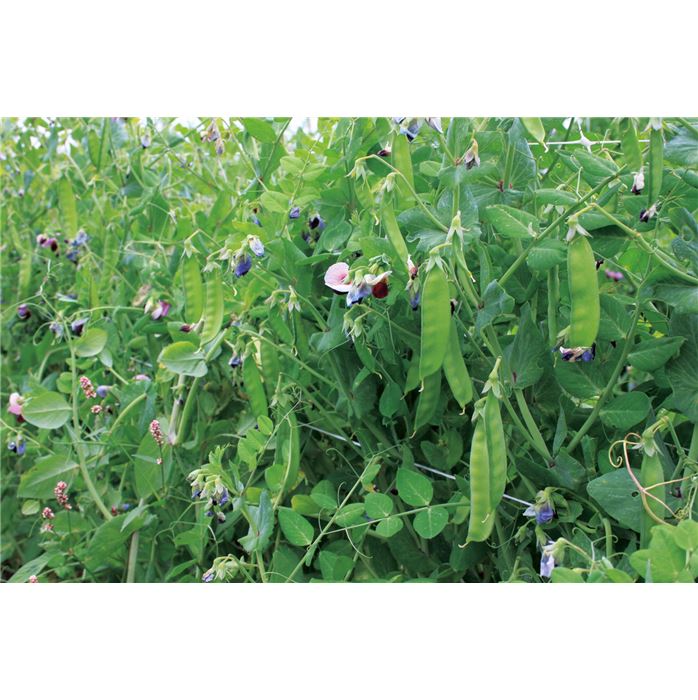 Zuckererbse 'Graue buntblühende'