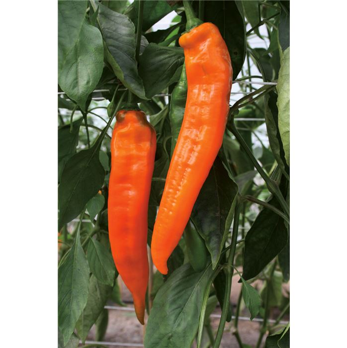 Süße Spitzpaprika 'Kyra'