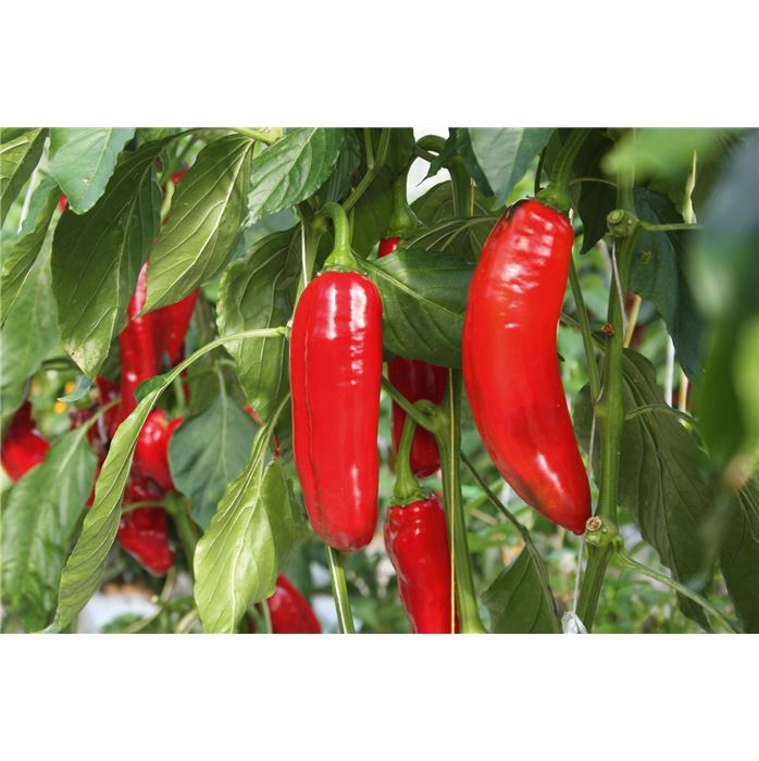 Süße Spitzpaprika 'Xaro'