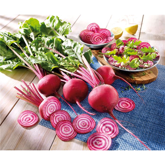 Rote Beete 'Chioggia'