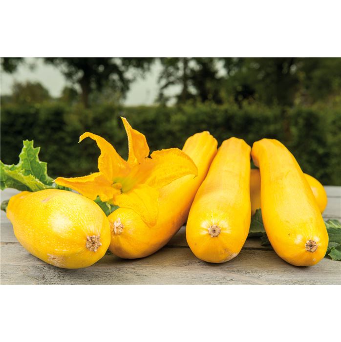 Zucchini 'Ola Gabriella F1'