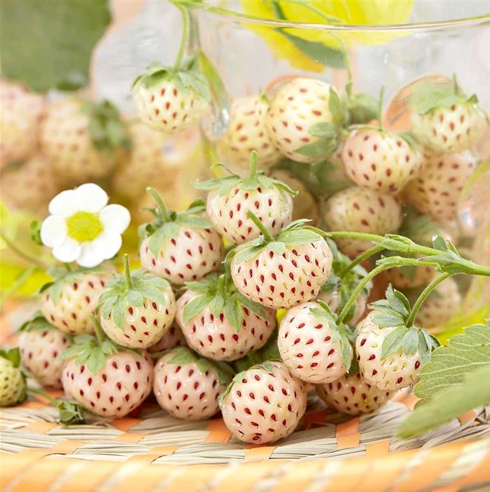 Ananas-Erdbeere 'Belmona® Snow'