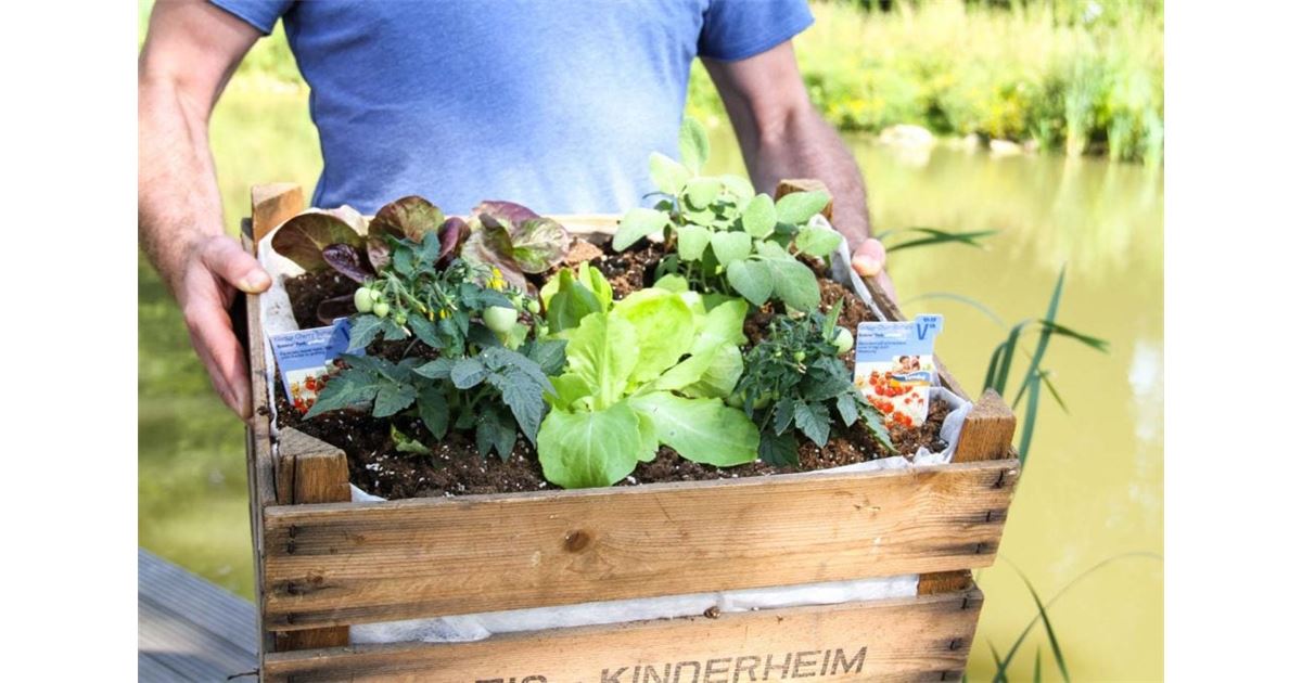 DIY: Mini-Gemüsebeet zum Verschenken