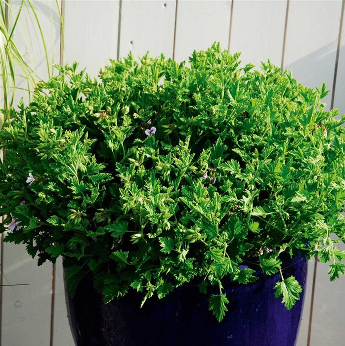 Duftgeranie 'Moskitoschocker' Duftgeranie 'Moskitoschocker'