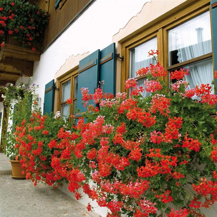 Bayern-Geranie 'Ville de Paris Red' Bayern-Geranie 'Ville de Paris Red'