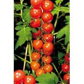 Cocktailtomate 'Picolino' F1