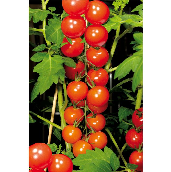 Cocktailtomate 'Picolino' F1