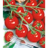 Cocktailtomate 'Picolino' F1