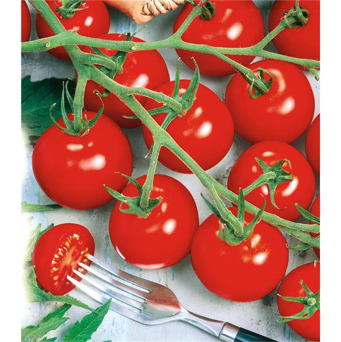 Cocktailtomate 'Picolino' F1